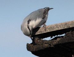 Sitta europaea albifrons