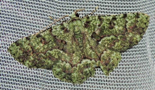 Aeolochroma hypochromaria Guenée