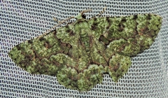 Aeolochroma hypochromaria