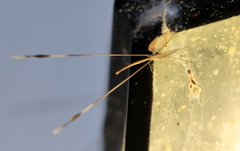 Nemopteridae