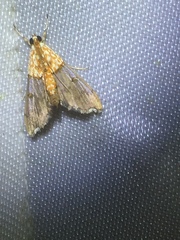Agrotera discinotata