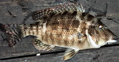 Lethrinus laticaudis