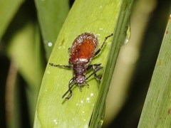 Metriolagria affinis