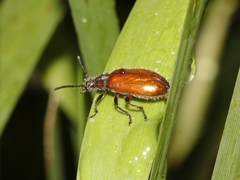 Metriolagria affinis