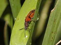 Metriolagria affinis