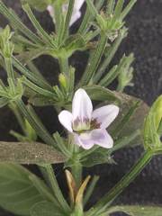 Haplanthodes tentaculatus