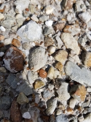 Neocicindela garnerae