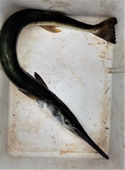 Tylosurus gavialoides