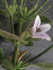 Haplanthodes tentaculatus