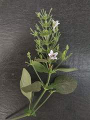 Haplanthodes tentaculatus