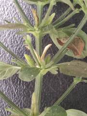 Haplanthodes tentaculatus