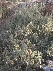 Haplanthodes tentaculatus