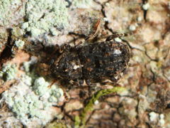 Lophus lewisi