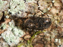 Lophus lewisi