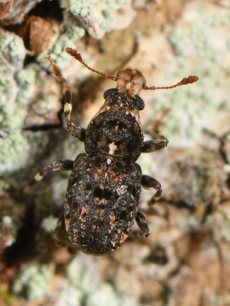 Lophus lewisi