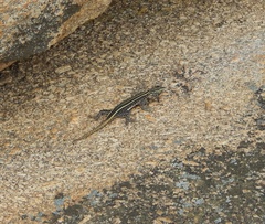 Platysaurus intermedius