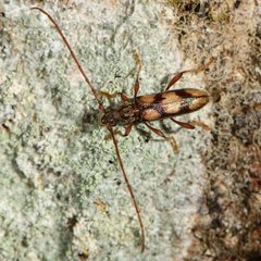 Eburida picta