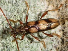 Eburida picta