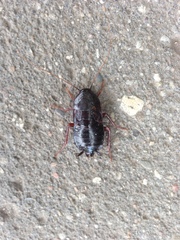 Blatta orientalis
