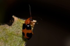 Aulacophora hilaris