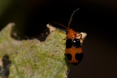 Aulacophora hilaris