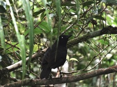 Myophonus borneensis