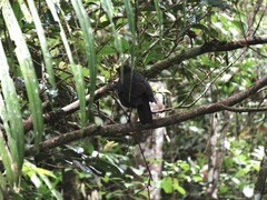 Myophonus borneensis