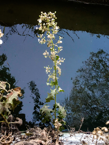 Blumea sinuata