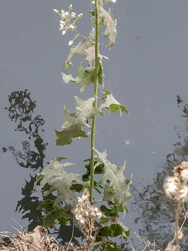 Blumea sinuata