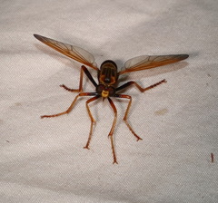Neosaropogon