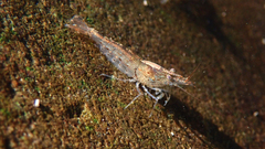 Caridina cantonensis