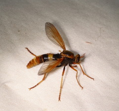 Neosaropogon