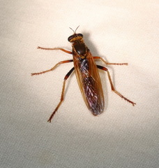 Neosaropogon