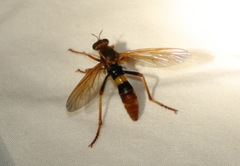 Neosaropogon