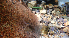 Caridina cantonensis