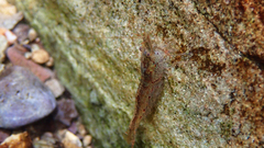 Caridina cantonensis