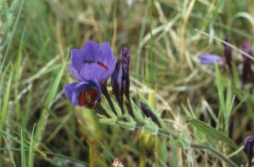 Image of Babiana rubrocyanea by (c) Tom Lloyd Evans, some rights reserved (CC BY-SA)