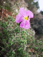 Cistus creticus