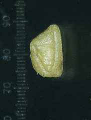 Haplanthodes tentaculatus