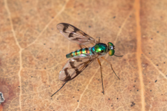 Heteropsilopus ingenuus