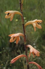Watsonia marginata
