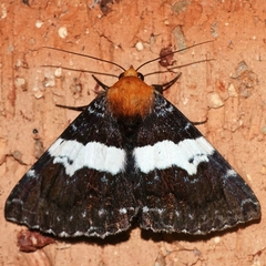Buzara latizona