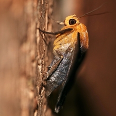 Buzara latizona