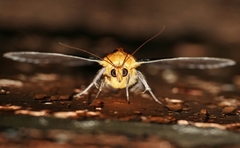Buzara latizona