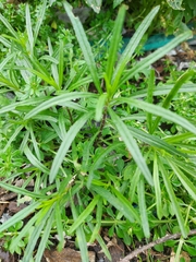 Senecio inaequidens