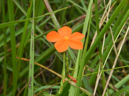 Tricliceras longepedunculatum image