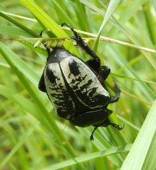 Goliathus albosignatus