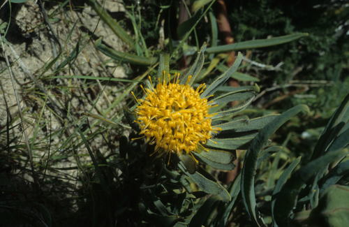 Image of Leucospermum tomentosum by (c) Tom Lloyd Evans, some rights reserved (CC BY-SA)