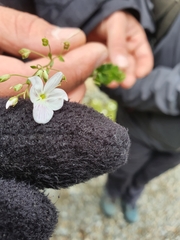 Veroniceae