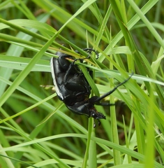 Goliathus albosignatus